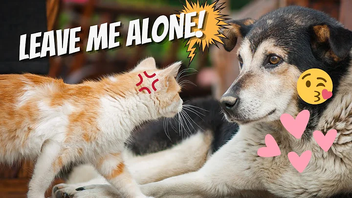 Teach your dog to leave your cat alone!