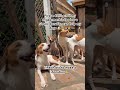 Link in bio to make a donation to help my dogs get daily food 🥘🥙🍱🥗🙏🙏🙏
