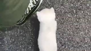 marshmellow cat