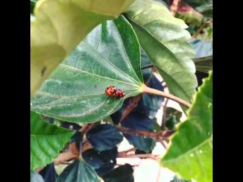 Ladybug porn - YouTube Ladybug porn - YouTube