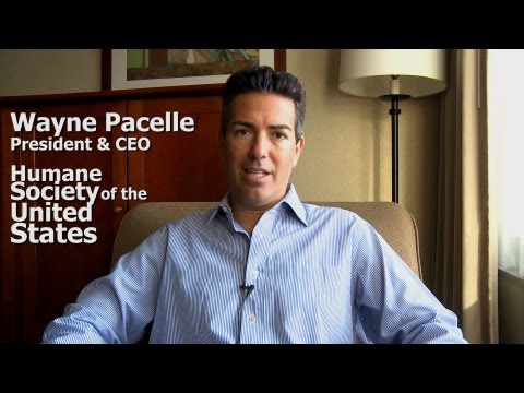 Wayne Pacelle CEO HSUS Interview Part 6 of 9 for WA2S Profiles - Wayne Pacelle CEO HSUS Interview Part 6 of 9 for WA2S Profiles