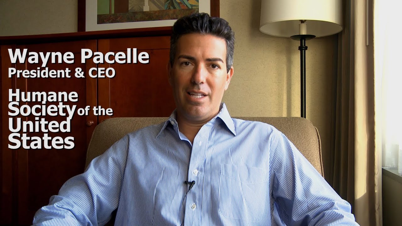 puppy paradise Wayne Pacelle CEO HSUS Interview Part 6 of 9 for WA2S Profiles