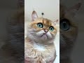 My cat was PANICKING🤣🧼 #cat #kitty #funny