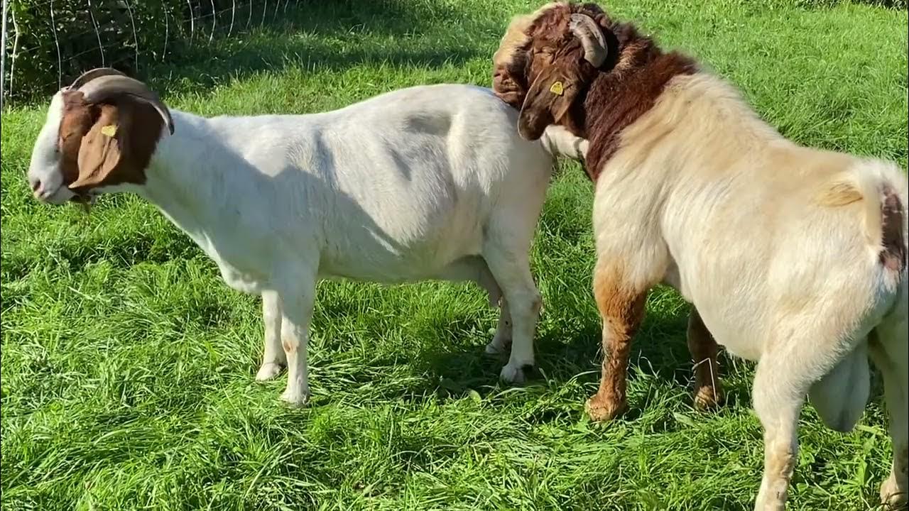 Boer Goats Mating YouTube
