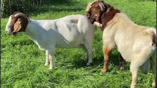 Perkawinan Kambing Boer