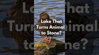 Lake That Turns Animals to Stone? 😱 The Truth About Lake Natron  #didyouknow #wikihubs24 #nature