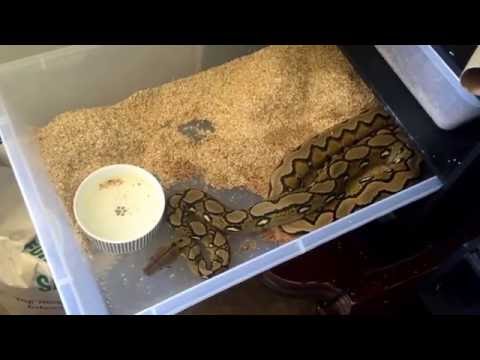 Handling hungry retics. Reticulated pythons during summer time