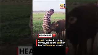 Cow Runs Back to hug owner❤️ #shortsfeed #shorts