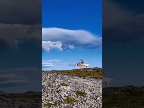 Norway – Land of Sky, Stone & Reindeer
