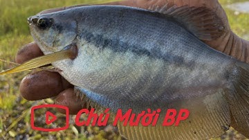 Hành Trình Câu Cá Sặc Rằn Ở Bù Đốp Vào Những Ngày Cuối Năm Tập 3