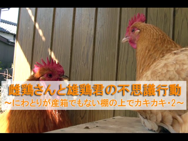 ◼️蔵から中国古銭と一緒の箱から出てきた5体の内の1体　鶏ニワトリ中国古美術土器 ◼️蔵から中国古銭と一緒の箱から出てきた5体の内の1体 鶏