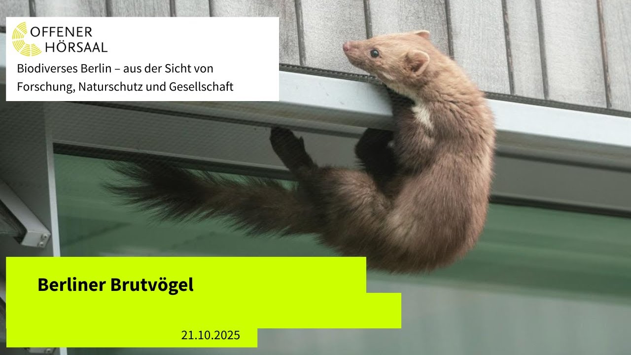 Berliner Brutvögel - Vortrag im Rahmen der Ringvorlesung vom 21.10.2025