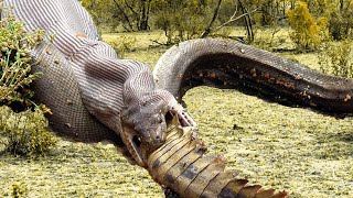 Cá sấu và rắn chiến đấu cực đoan