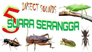Suara Binatang Serangga Jangkrik Gangsir Tongeret Belalang kecek Anjing tanah