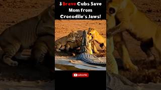 Download Lagu 3 Brave Cubs Save Their Mother from a Crocodile Attack! MP3 Download Lagu 3 Brave Cubs Save Their Mother from a Crocodile Attack! MP3