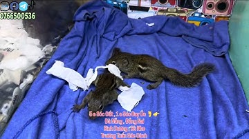 1 e Sóc Bay Úc , 2 e Sóc Đất🦶👉  Bình Dương , Đà Nẵng - Trương Tuấn Sóc Cảnh