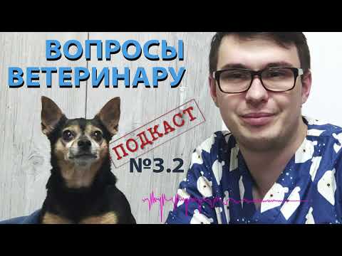 Вопросы ветеринару. Как следить за здоровьем собаки. Болезни собак и первая помощь животному.