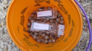 Conservation planting loblolly and longleaf pine tree seeds