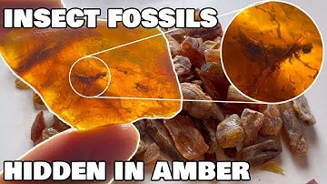Searching for hidden insect fossils in Amber