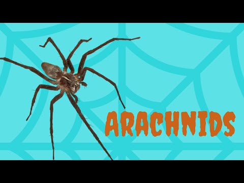 What is an Arachnid? | Hint: Think Spider |