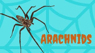 What is an Arachnid? | Hint: Think Spider |