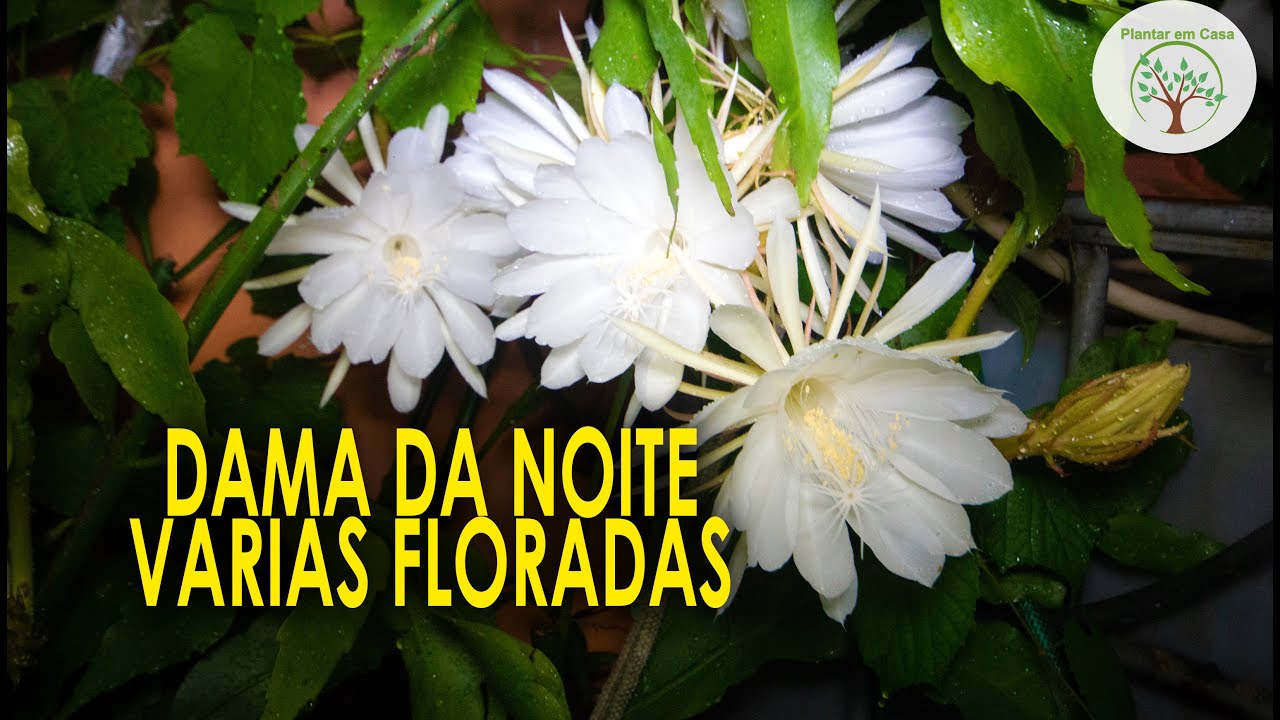 Mais uma Florada da Dama da Noite, Gigante Flor Noturna e Giro no quintal -  thptnganamst.edu.vn