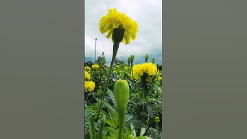 Flower background video || Videography ||nature background video|| New||