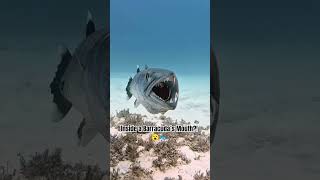 Inside a Barracuda’s Mouth?! 😮🐟