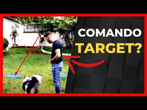 Clique Somente Se Quiser Aprender Como Adestrar Um Cachorro | Curso de Adestramento de Cães