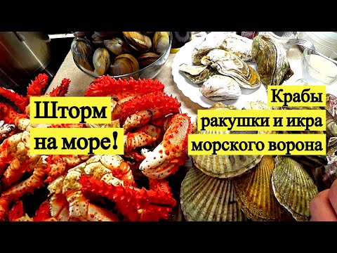 Шторм на море! Крабы, ракушки и икра морского ворона // Storm on the sea! (Eng Subs)