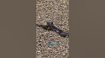 Rắn Hổ Mang Nuốt Gọn Con Cóc – Cảnh Săn Mồi Đáng Sợ Trong Tự Nhiên