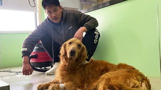 “Thank You For Saving Me”Golden Retriever Looks For Dayao After Surgery And Feels Safe by Paw Shelter 1,798 views 3 weeks ago 8 minutes, 19 seconds