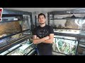 My first reptile room tour rare and uncommon reptiles september 2022