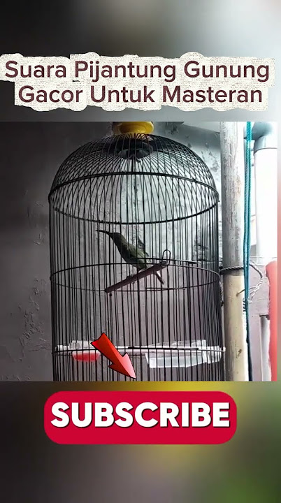 Suara Pijantung Gunung Gacor Cocok Untuk Masteran!!!