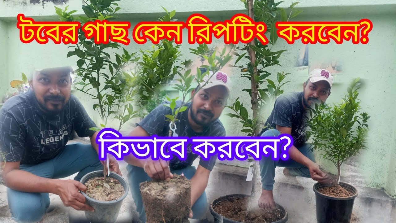 REPORTING OF THE PLANTS# গাছ রিপটিং করবেন কেন ও কিভাবে? চলুন দেখেনি।। 