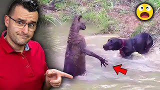 13 CASES when ANIMALS choose THE WRONG OPPONENT