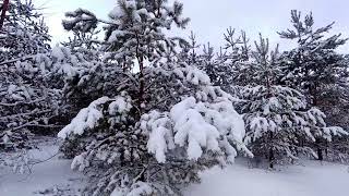 Скрип снега под ногами в зимнем лесу. Успокаивающее нервы видео