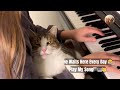 🎹 This Cat Runs to the Piano Every Day… And Waits 😭🐱