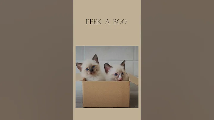 Watch the video about Adorable funny kittens #kittens #shorts #cuteanimals