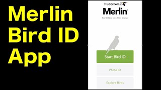 Merin Bird ID App: How to use screenshot 2