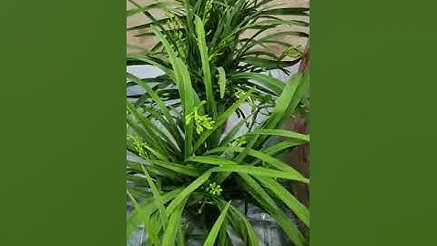 Đị𝐚 𝐋𝐚𝐧 Quốc sắc thiên hương sỉ hàng A+ 220𝕂 1 CHẬU.Thùng 32 chậu Tư vấn & đặt hoa tết : 𝟎𝟗𝟔𝟖𝟎𝟔𝟕𝟗𝟎𝟓