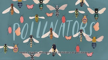 Urban Syrphid Flies By Manuel Lequerica - 2019 Visualise your Thesis