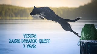 Vision Border Collie 1 year | dogfrisbee | tricks & fun