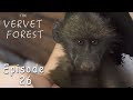 An Orphan Baby Baboon, Butter-Bean the Baby Monkey Dies, Foster Moms Adopt Orphan Vervets - Ep. 26