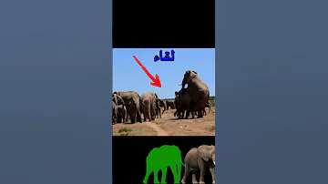 التزاوج عند الأفيال تزاوج الحيوانات 
