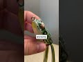 Do NOT Buy This Frog Lure! #fishng #bass #shorts