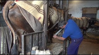 Proceso del herrado. The process of shoeing