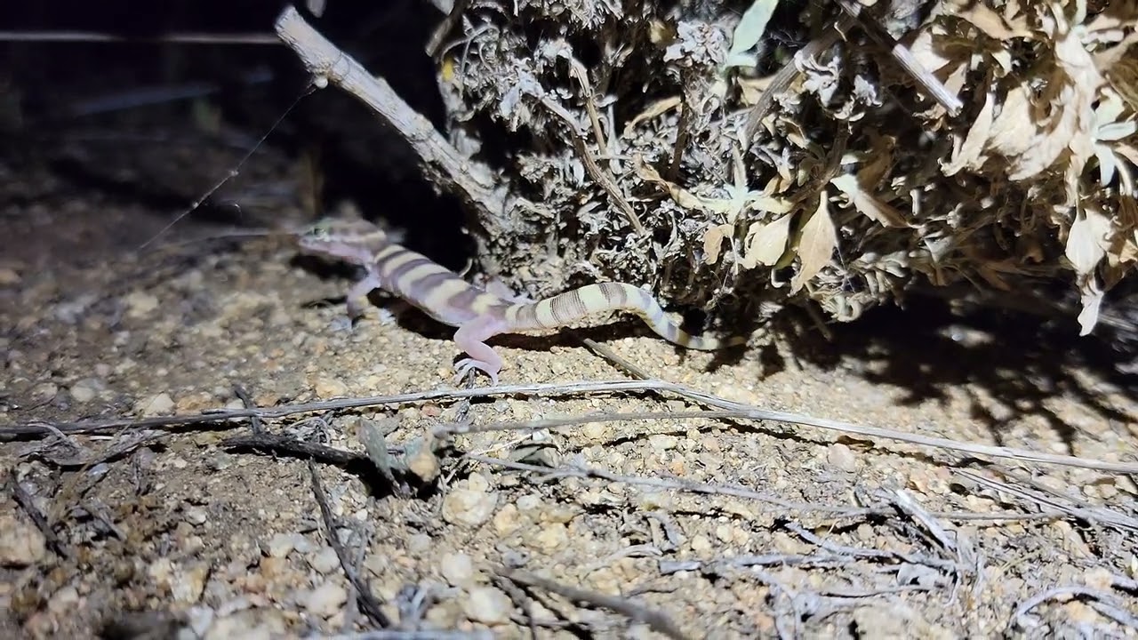 Western banded gecko