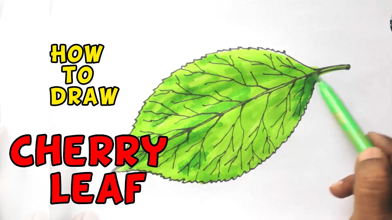 How to draw Cherry leaf simple and easy color drawing YouTube