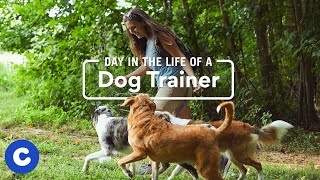 A Day in the Life of a Dog Trainer | Chewy